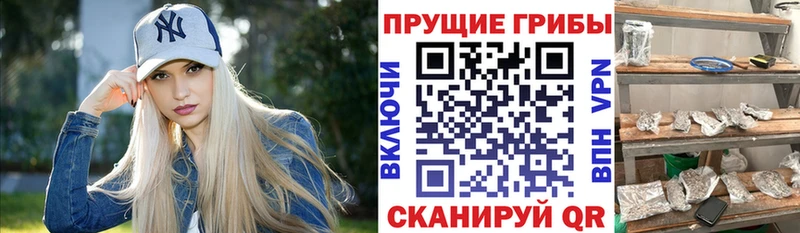 Купить где  Ишимбай  Псилоцибиновые грибы Cubensis 